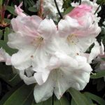 rhododendrons in the Moscow region planting and care