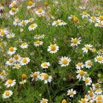 pharmaceutical camomile