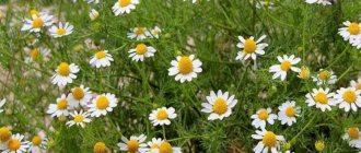 pharmaceutical camomile