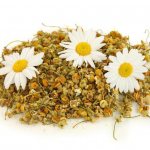 Field chamomile beneficial properties