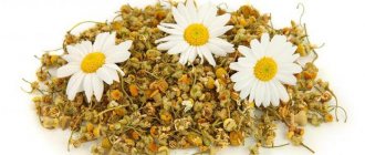 Field chamomile beneficial properties