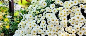 Chamomile chrysanthemums: what are they called, the best varieties, photos of flowers