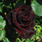 Rose Black Prince