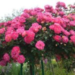 rose tree