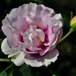 Floribunda rose Eyes for You - the best varieties for the Moscow region