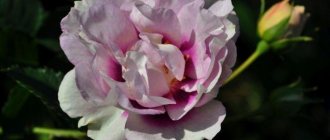 Floribunda rose Eyes for You - the best varieties for the Moscow region