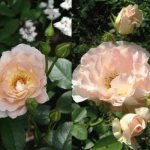 rose rococo