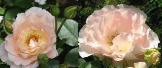 rose rococo