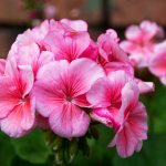 Pink geranium