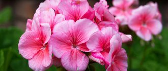 Pink geranium