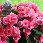 Pink-red buds on a garden begonia bush