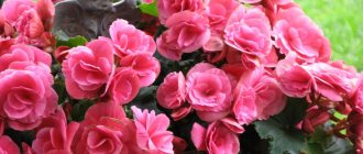 Pink-red buds on a garden begonia bush