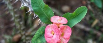 Pink inflorescence