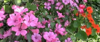 Pink and orange inflorescences