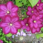 Pink clematis - garden decoration