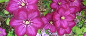 Pink clematis - garden decoration