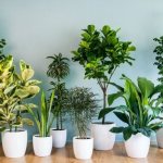 Rust on the leaves of indoor plants: what is it and how to treat it