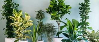 Rust on the leaves of indoor plants: what is it and how to treat it