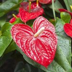 With a hint of love: 5 home flowers with heart-shaped leaves