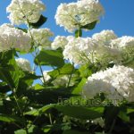 garden hydrangea