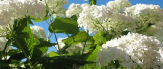 garden hydrangea