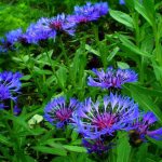 Garden perennial cornflower