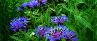 Garden perennial cornflower