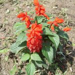 Salvia sparkling (sparkling sage): description, photo of flowers, sowing, care