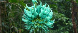 The rarest and most unusual flowers in the world (20 photos)