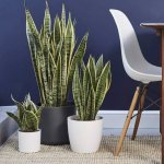 Sansevieria Laurenti-three-lobed.jpg