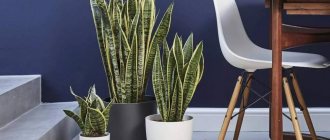 Sansevieria Laurenti-three-lobed.jpg