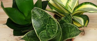 Sansevieria: home care, transplantation, diseases and pests