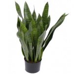 Sansivieria in a pot