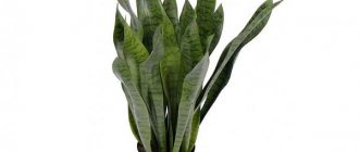 Sansivieria in a pot