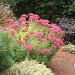 sedum planting and care in open ground