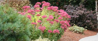 sedum planting and care in open ground