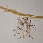 feather grass seeds for planting