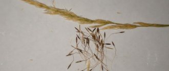 feather grass seeds for planting