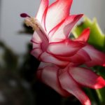 Schlumbergera