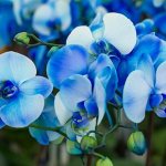 Blue orchid flowers