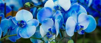 Blue orchid flowers