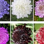 scabiosa flower