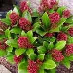 Skimmia