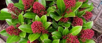 Skimmia