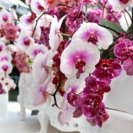 How long does an orchid live and bloom?