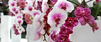 How long does an orchid live and bloom?