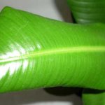 Rolled ficus leaf