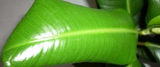 Rolled ficus leaf