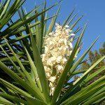 Elephant Yucca