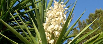 Elephant Yucca